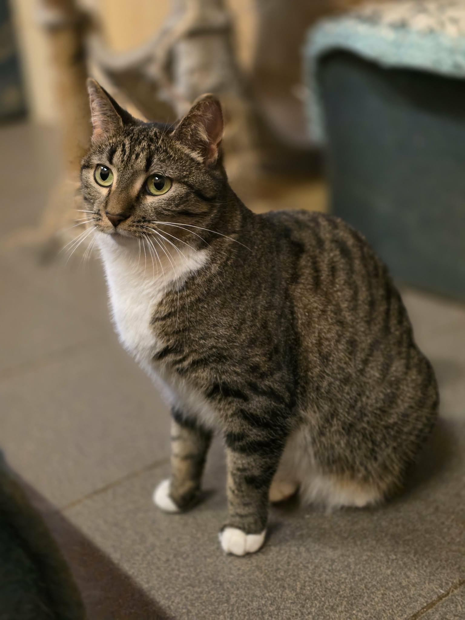 A gray striped tabby cat with a white chest and white paws is sitting on a floor