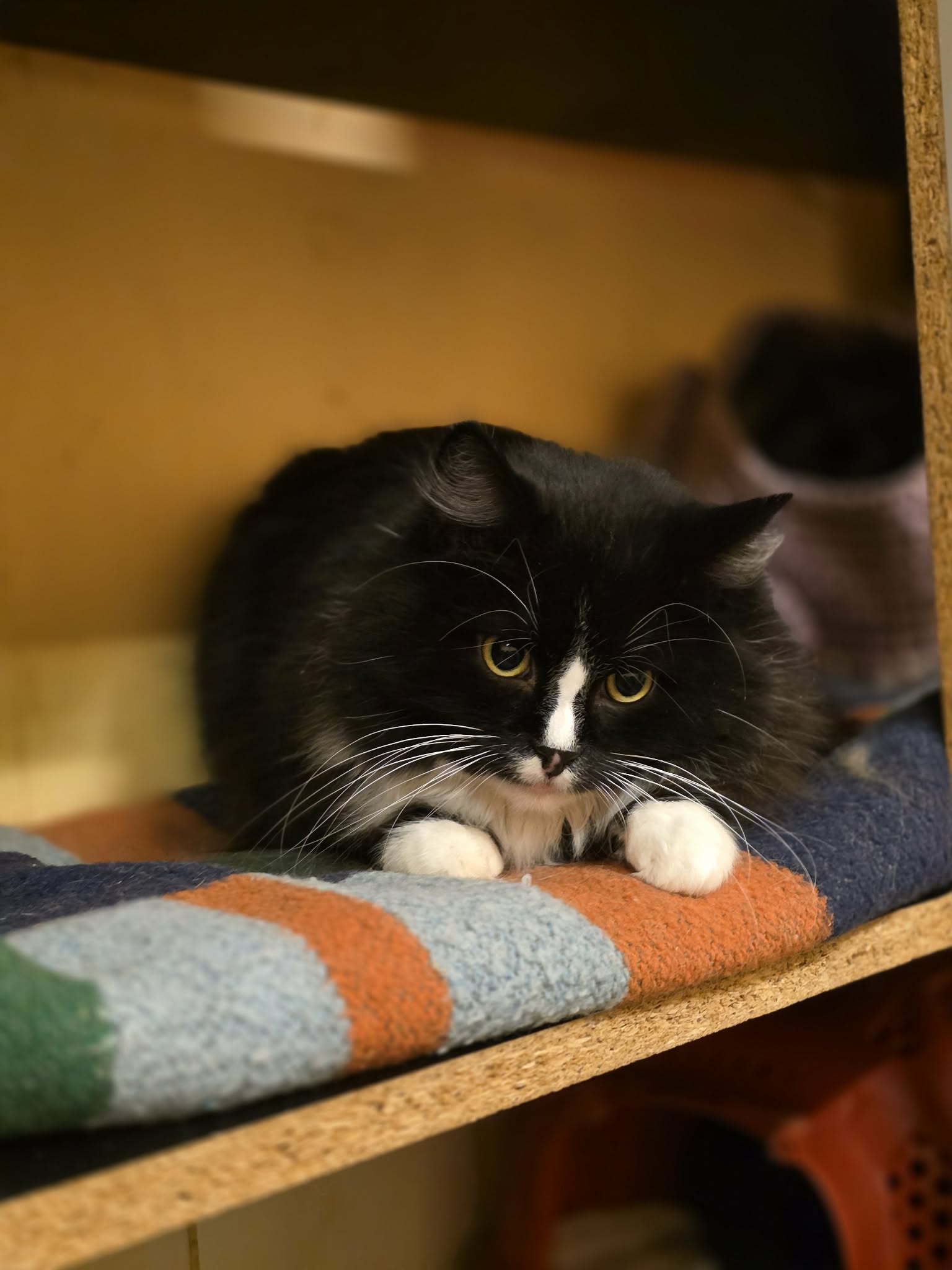 A young tuxedo cat is sitting on a blanket on a shelf