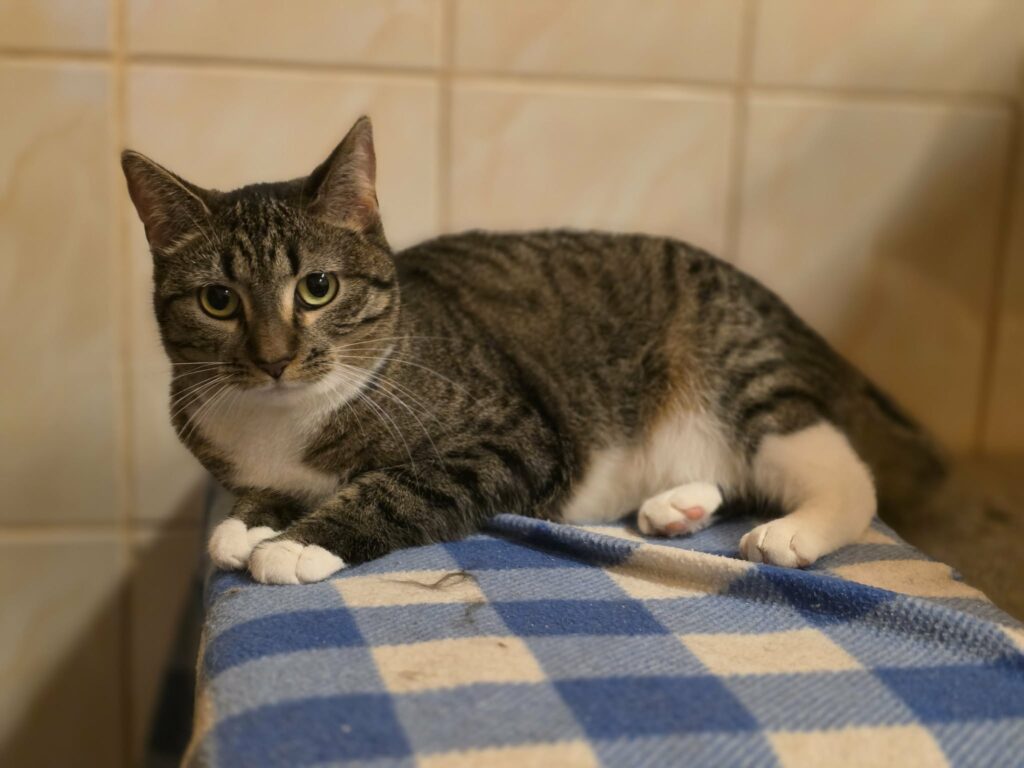 A striped tabby cat with a white chest and white paws is laying on a checkered blanket