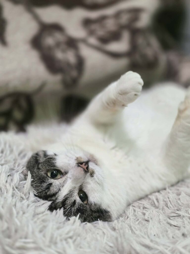 A black / dark gray and white cat is upside down on a shag carpet. His paws are up and he wants belly rubs