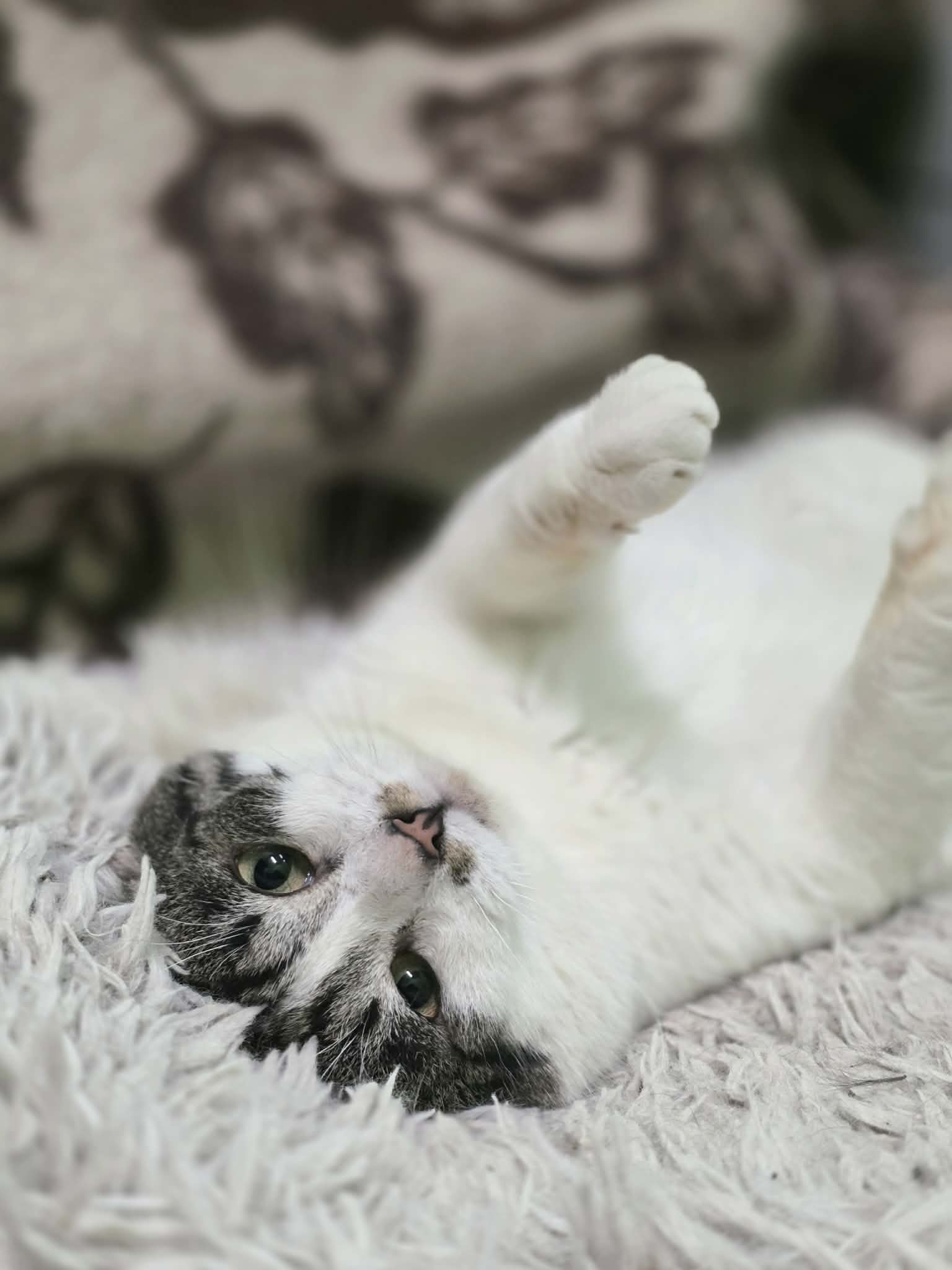 A black / dark gray and white cat is upside down on a shag carpet. His paws are up and he wants belly rubs