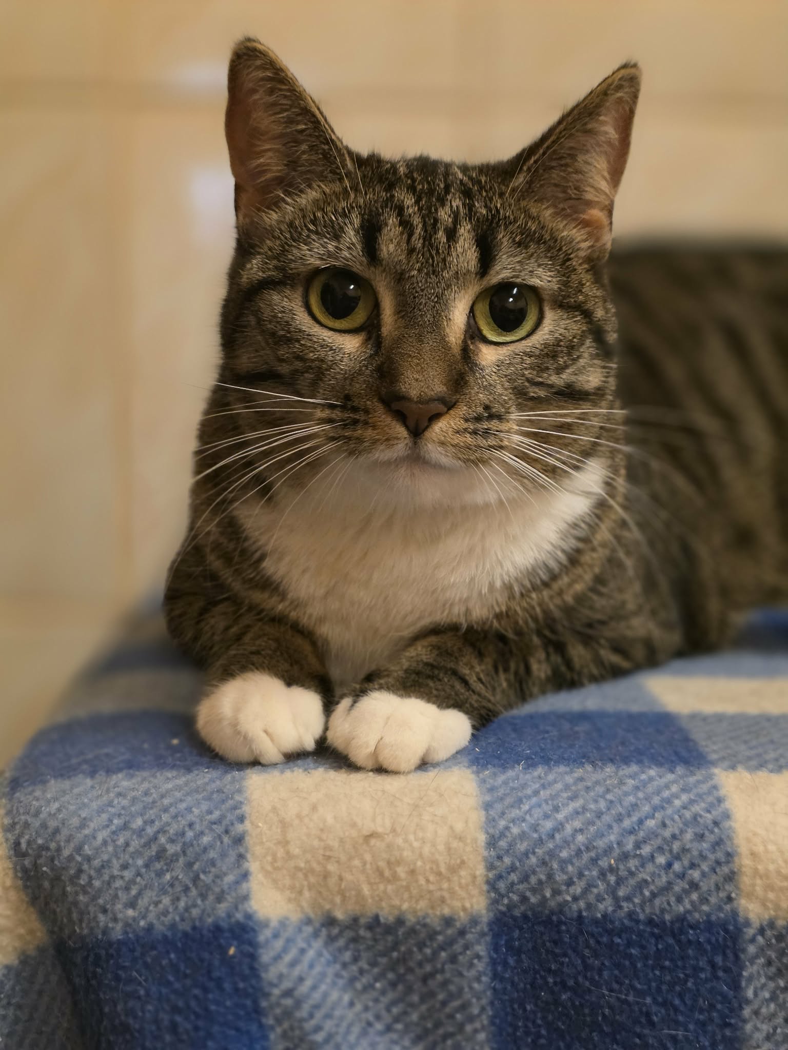 A striped tabby cat with a white chest and white paws is laying on a checkered blanket