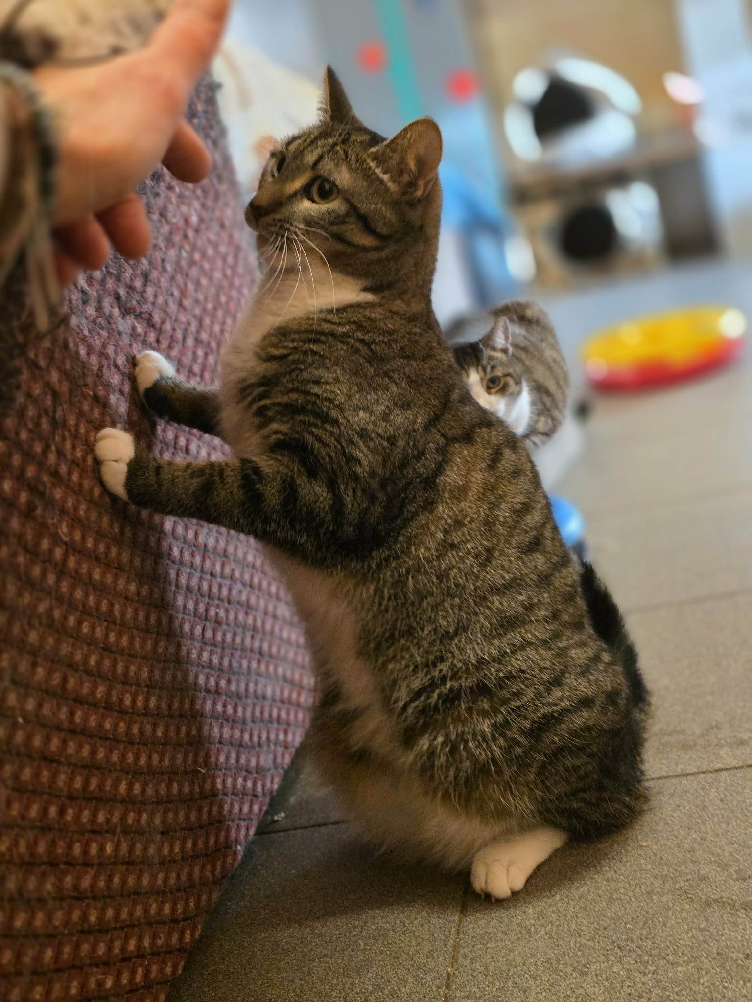 A striped tabby cat with a white chest and white paws is standing on its hind legs with its feet on a white and maroon spotted pillow