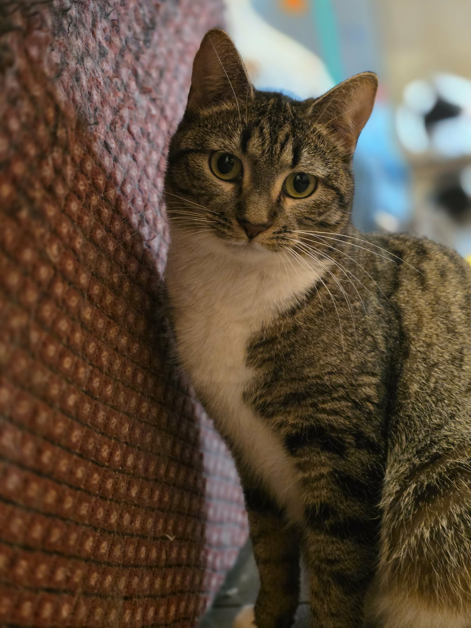A striped tabby cat with a white chest and white paws is sitting on a floor next to a spotted pillow and looking at the camera
