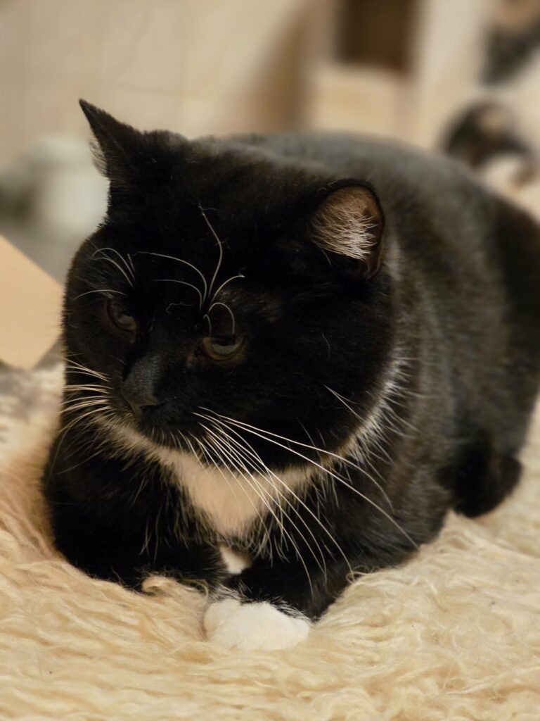 A tuxedo cat with white paws and a chest is sitting on a blanket. One paw is stretched out and you can see it is white