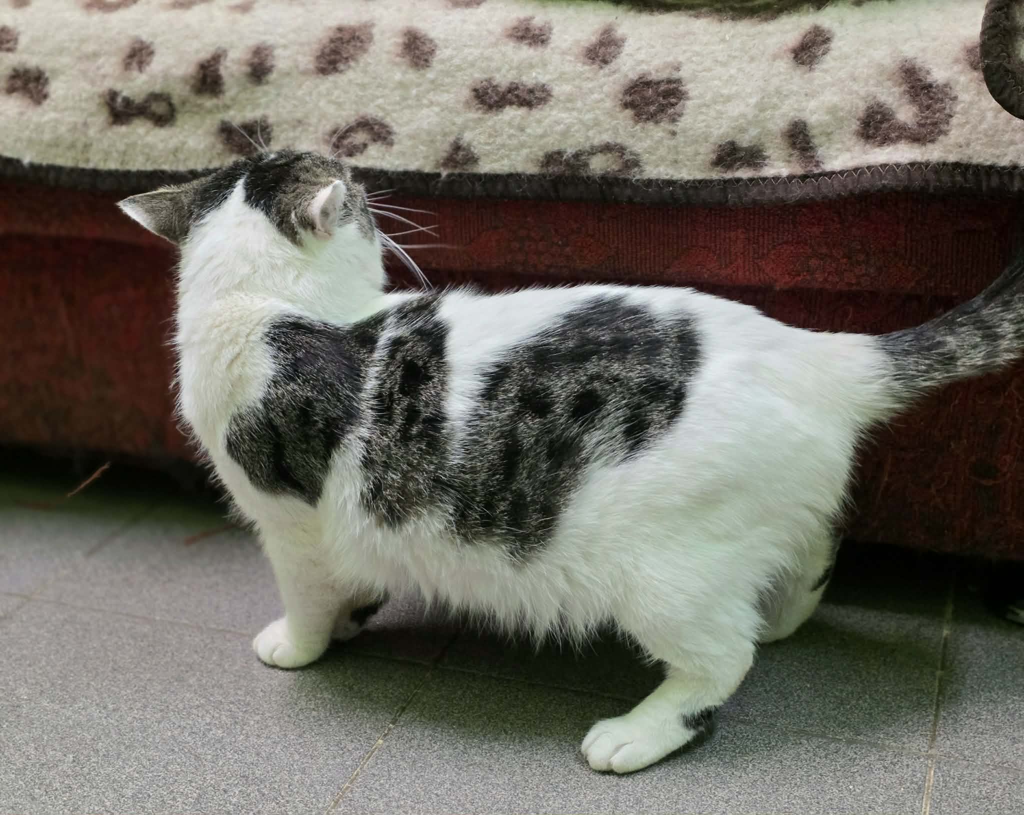 A black and white cat is standing on the floor