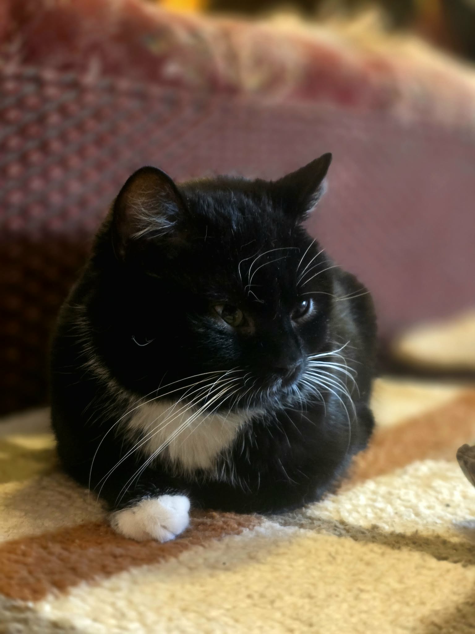 A tuxedo cat with white paws and a chest is sitting on a blanket. One paw is stretched out and you can see it is white