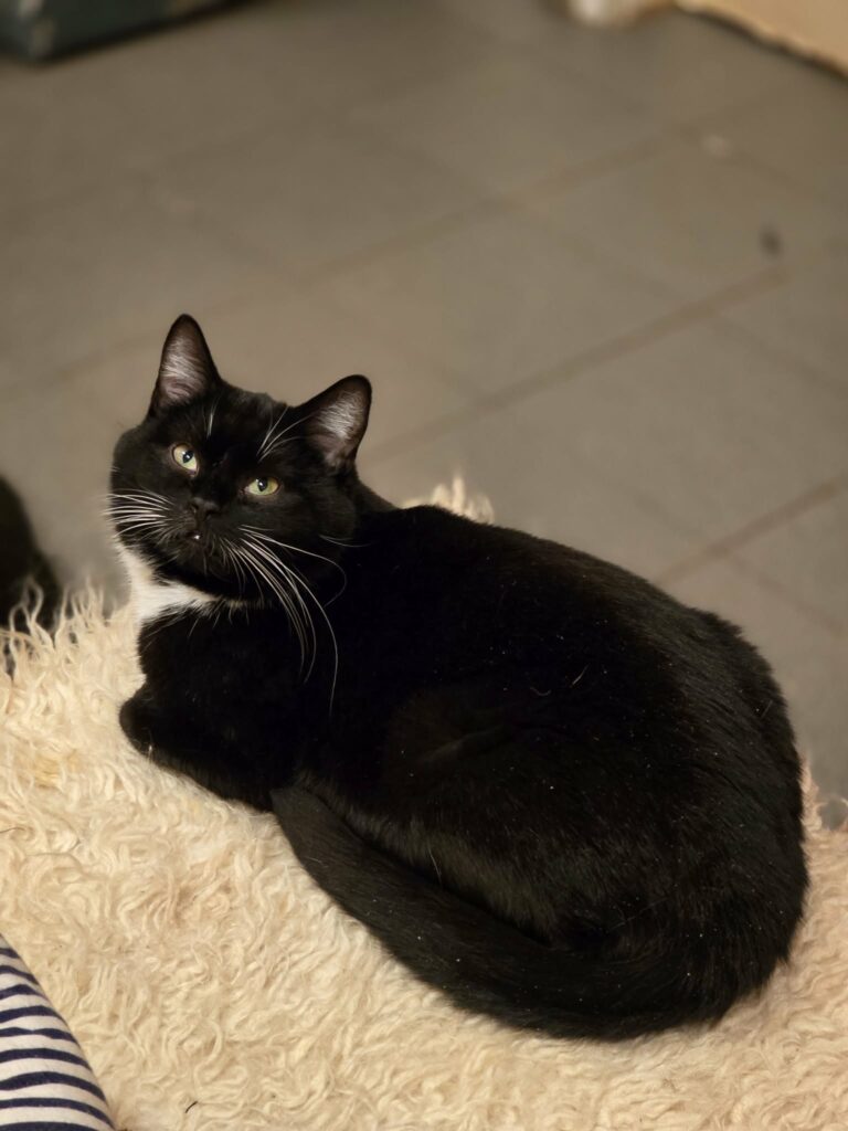 A tuxedo cat with white paws and a chest is laying on a blanket. She is looking over her shoulder