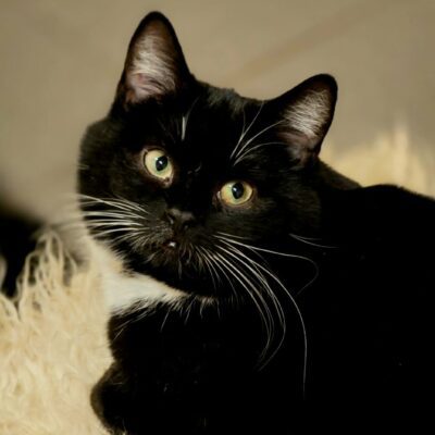 A tuxedo cat with white paws and a chest is sitting on a blanket. She is looking over her shoulder