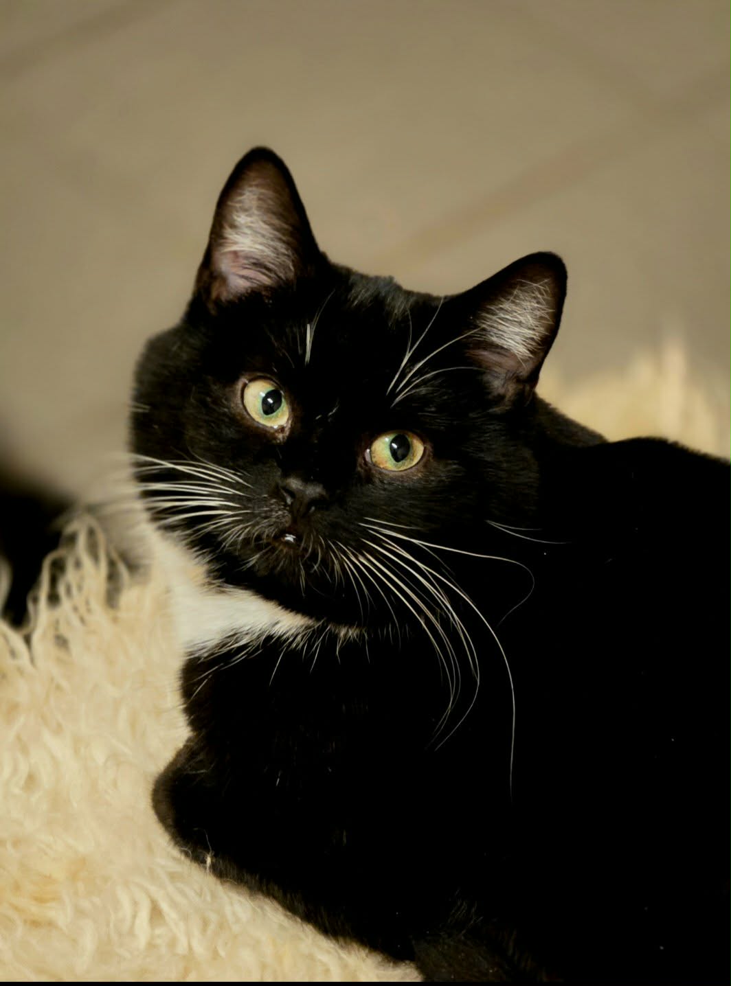 A tuxedo cat with white paws and a chest is sitting on a blanket. She is looking over her shoulder
