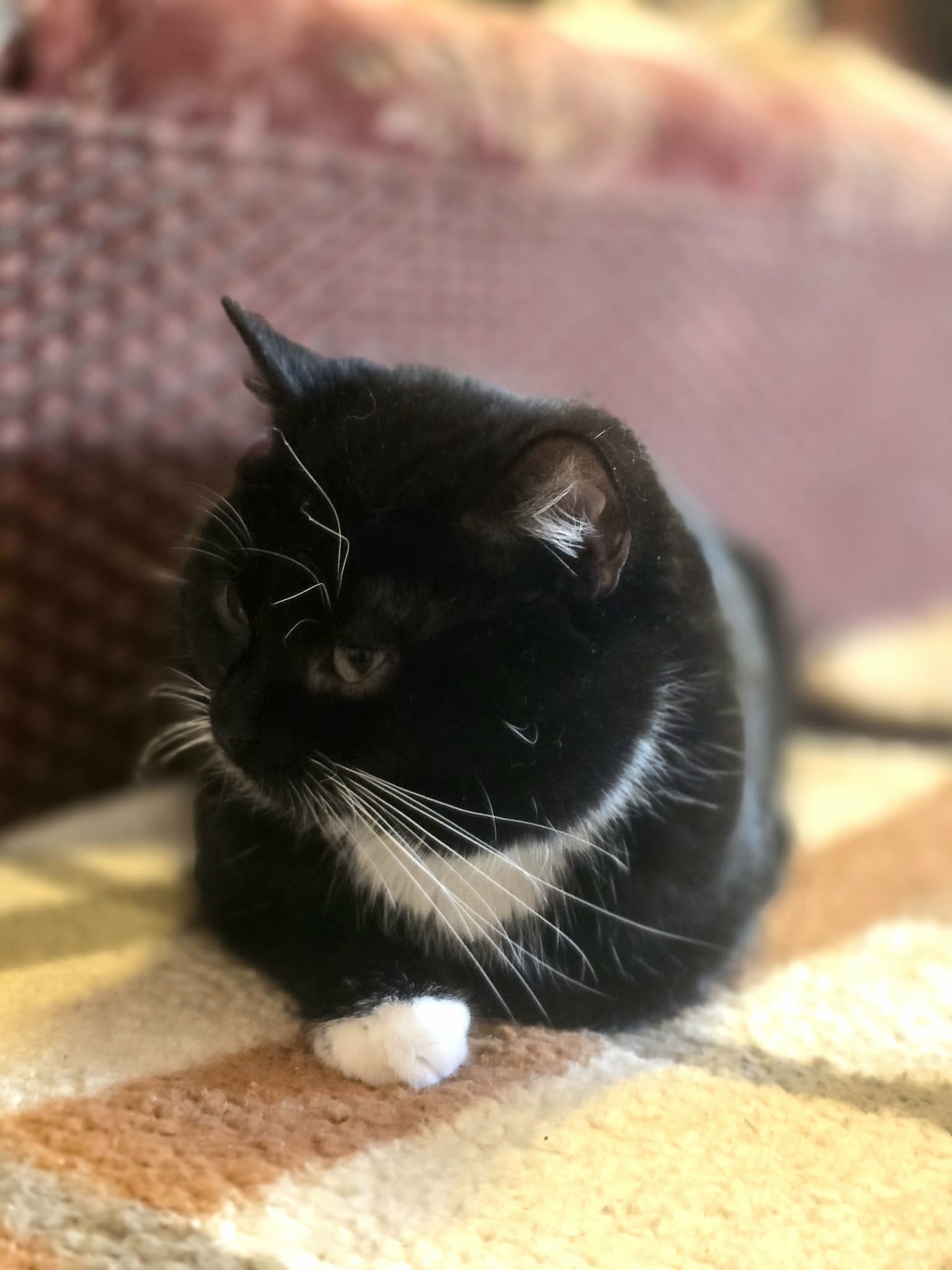 A tuxedo cat with white paws and a chest is sitting on a blanket