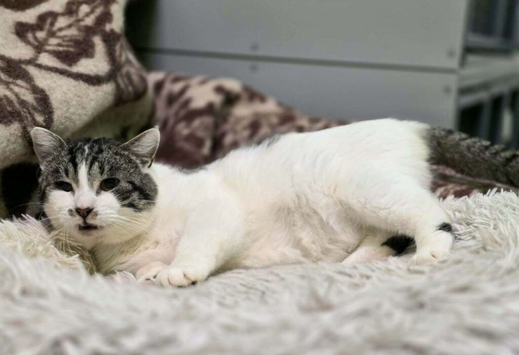A black / dark gray and white cat is laying on a shag carpet