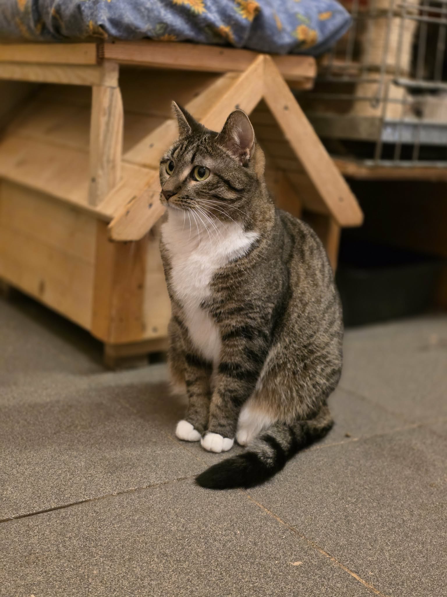 A striped tabby cat with a white chest and white paws is sitting on a floor