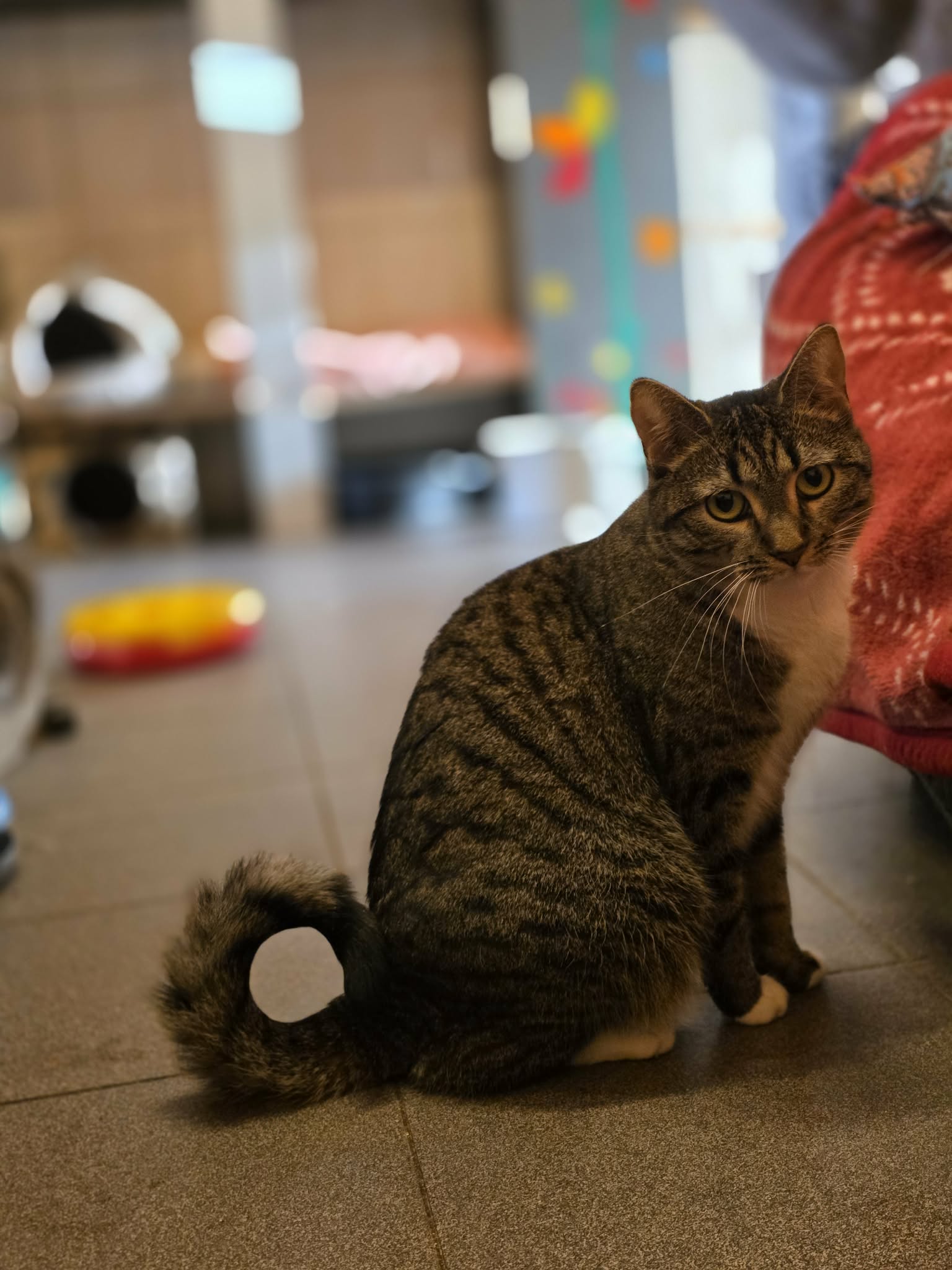 A striped tabby cat is sitting on a wooden floor and looking at the camera
