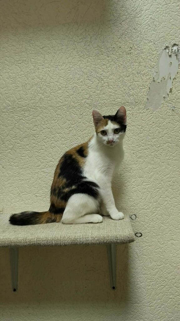 A tortoiseshell cat is standing on a shelf