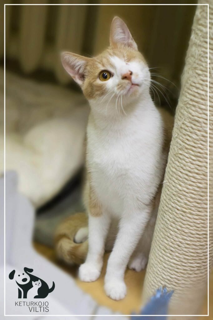 A one-eyed orange and white cat is sitting next to a cat tree