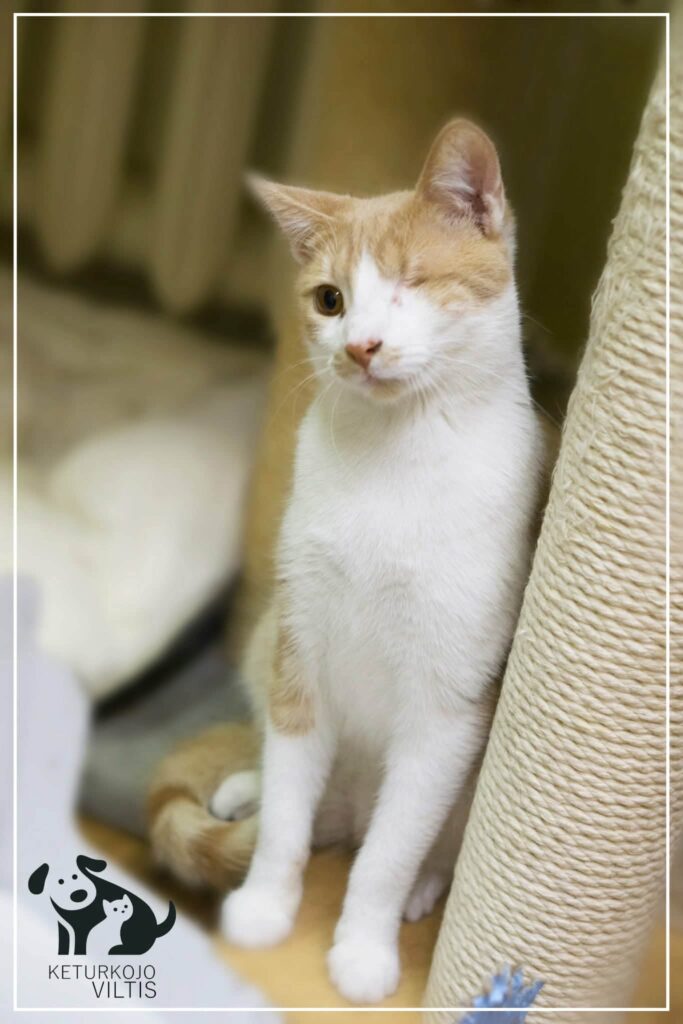 A one-eyed orange and white cat is sitting next to a cat tree