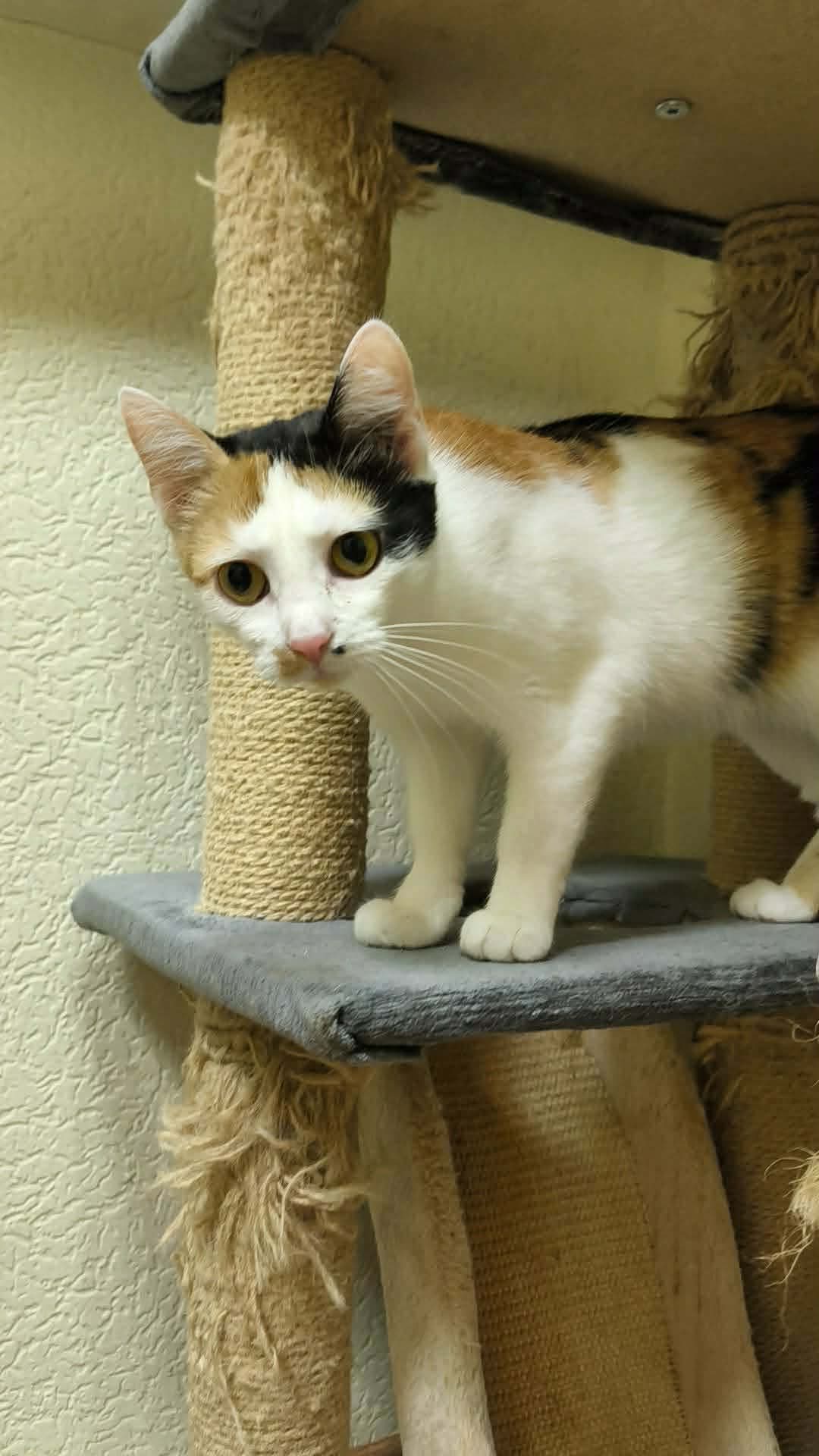 A tortoiseshell cat is standing on a ledge of a cat tree