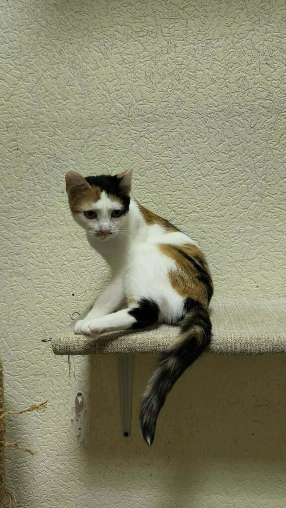 A tortoiseshell cat is cleaning itself on a shelf