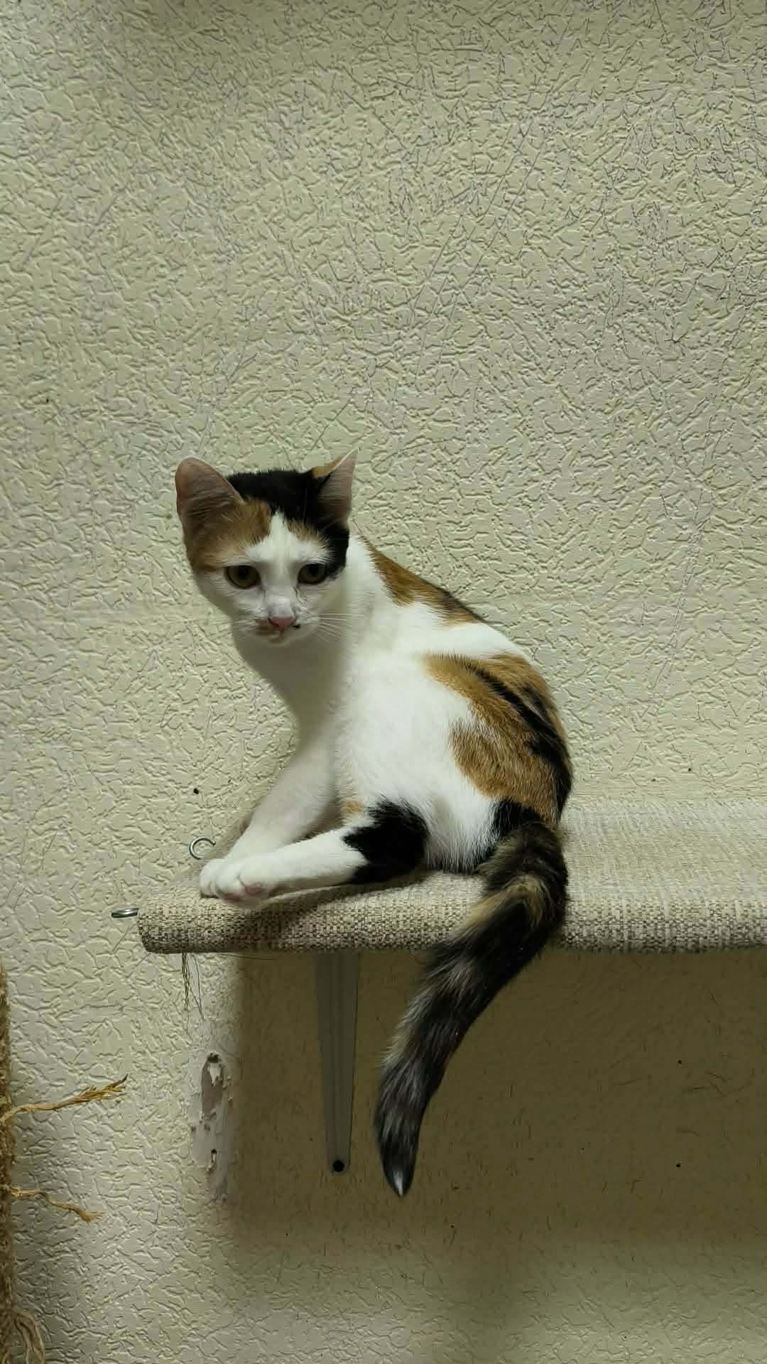 A tortoiseshell cat is cleaning itself on a shelf
