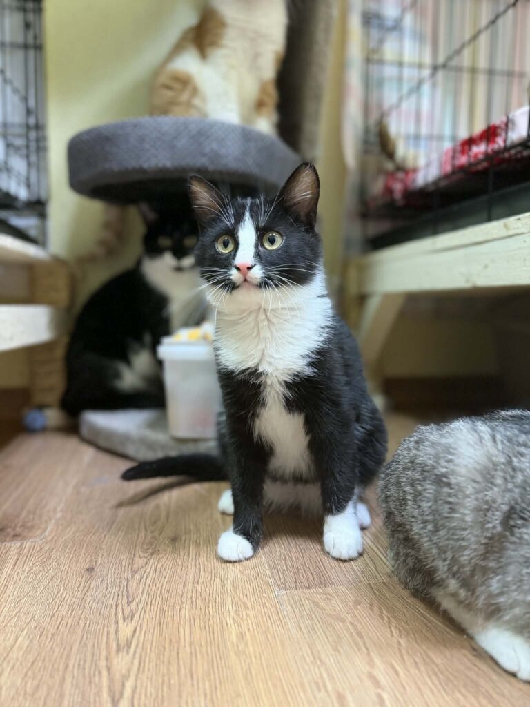 A symmetrical tuxedo kitten is sitting on the floor and looks like he is going to jump