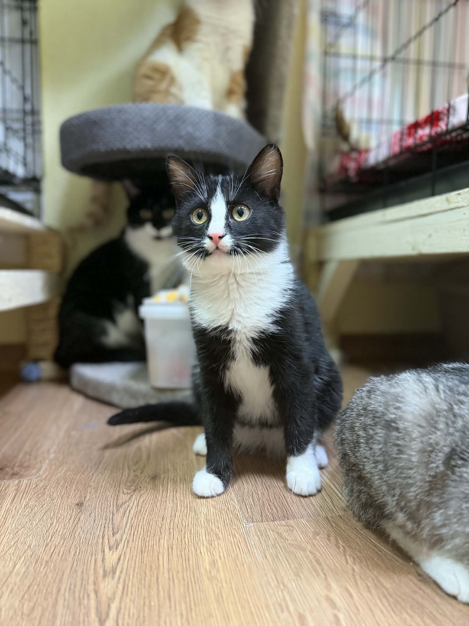 A symmetrical tuxedo kitten is sitting on the floor and looks like he is going to jump