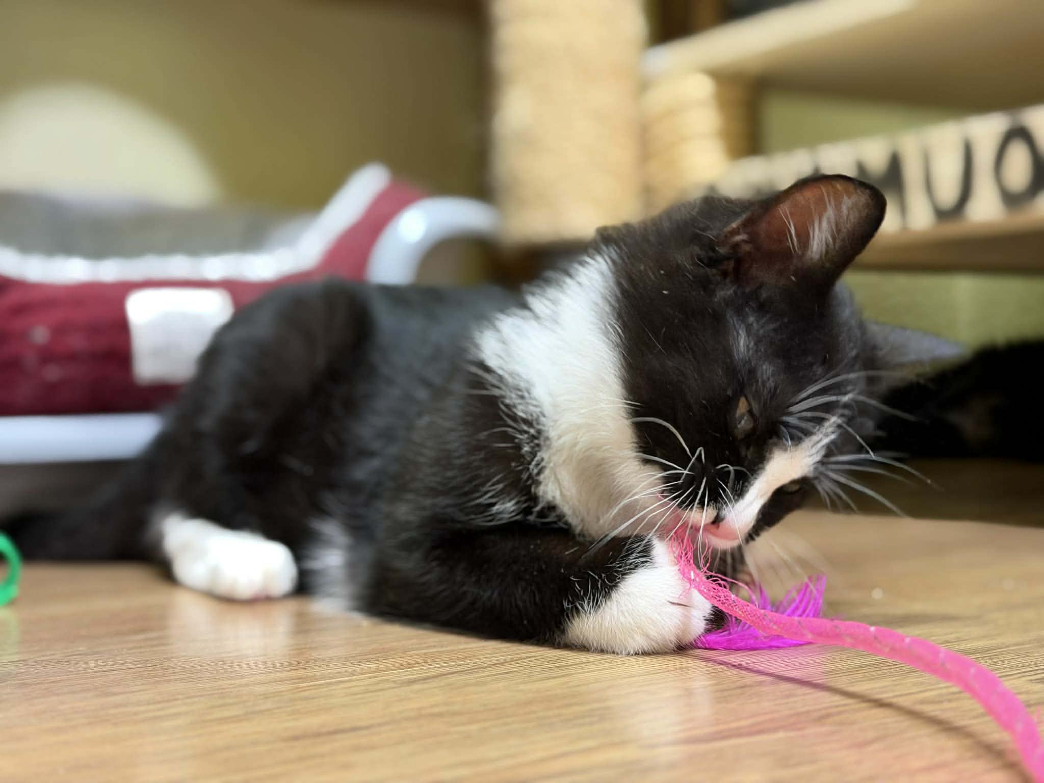 A symmetrical tuxedo kitten is playing with a string on the floor. He is ferocious