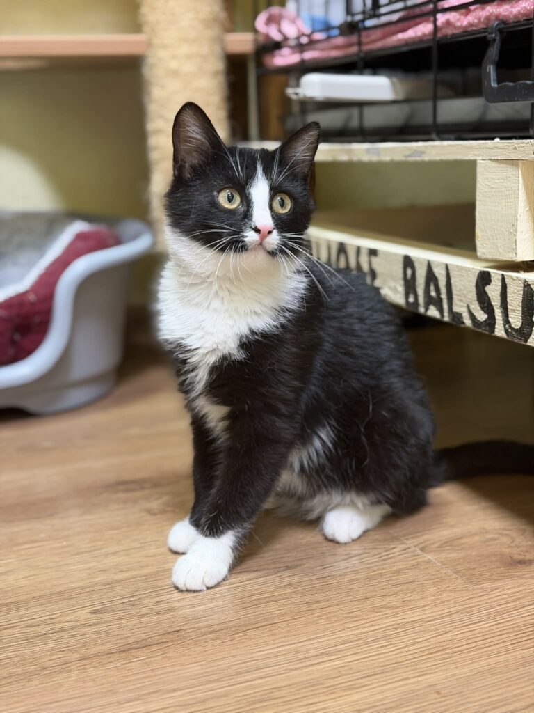 A symmetrical tuxedo kitten is politely sitting on the floor
