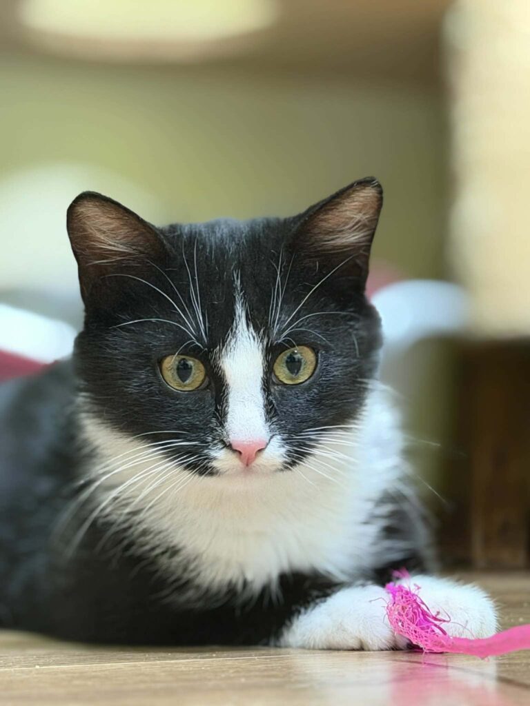 A symmetrical tuxedo kitten is playing with a string on the floor.
