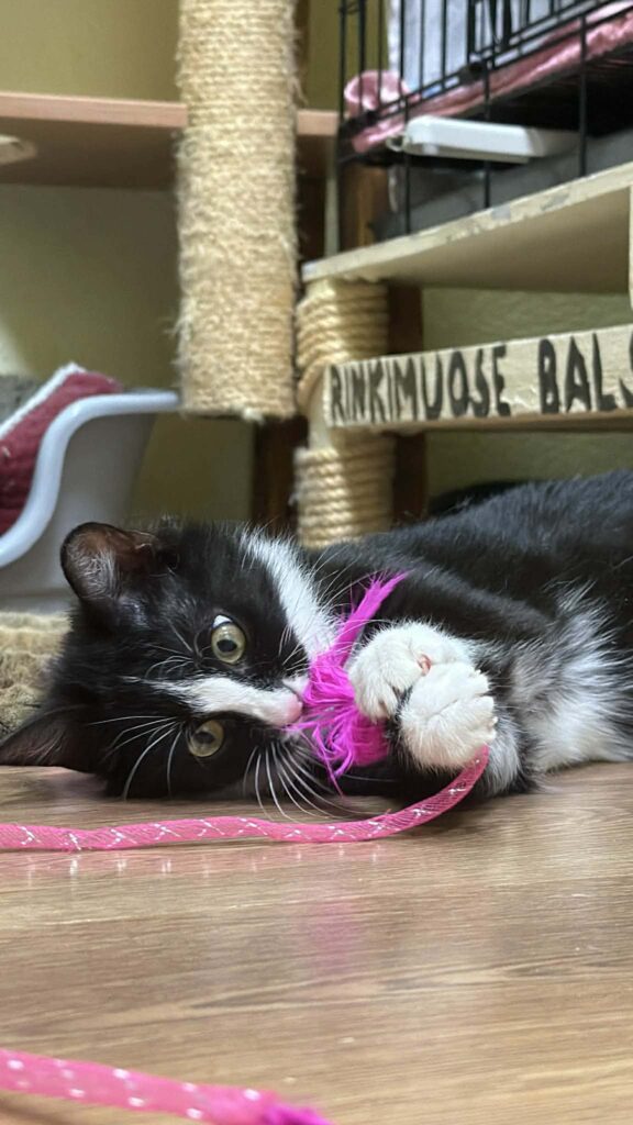 A symmetrical tuxedo kitten is playing with a string on the floor. He is  ferocious