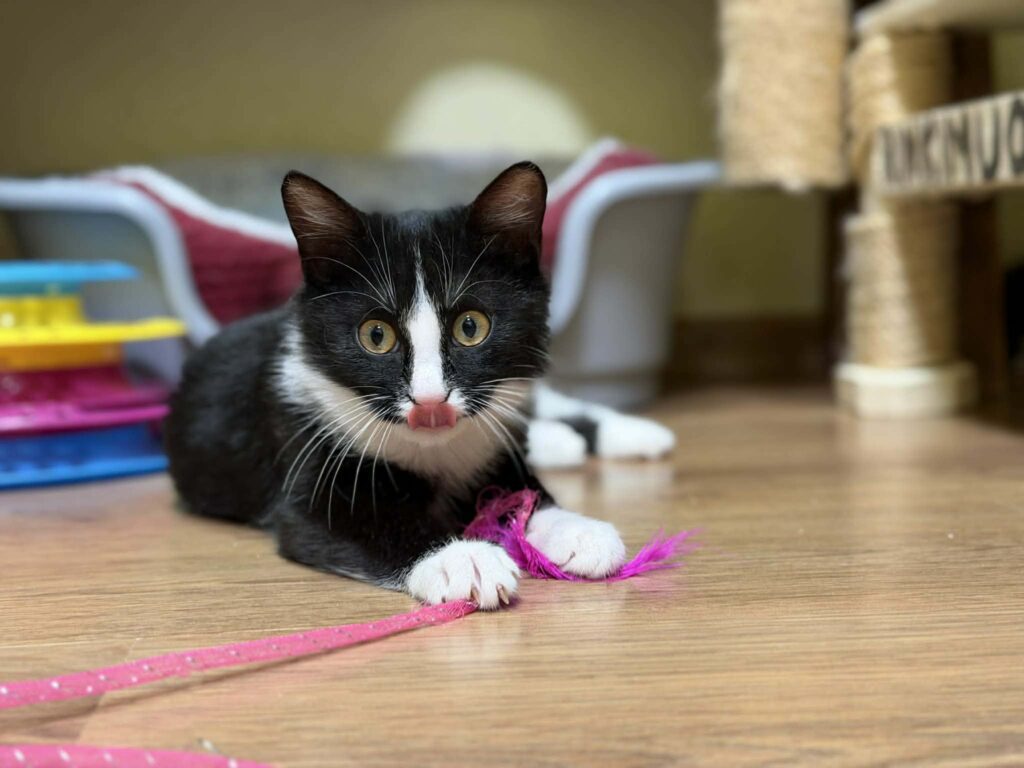A symmetrical tuxedo kitten is playing with a string on the floor. He is licking his nose