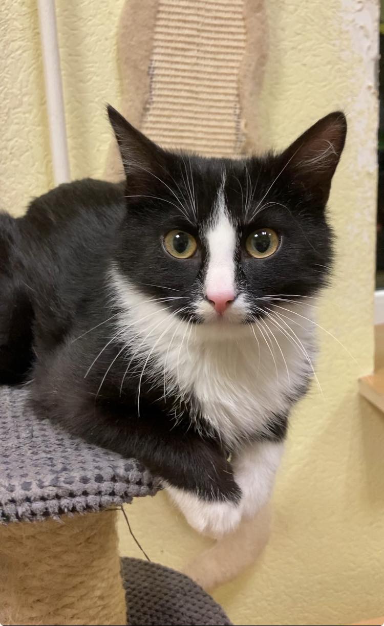 A symmetrical tuxedo kitten is sitting on a shelf and staring at the camera
