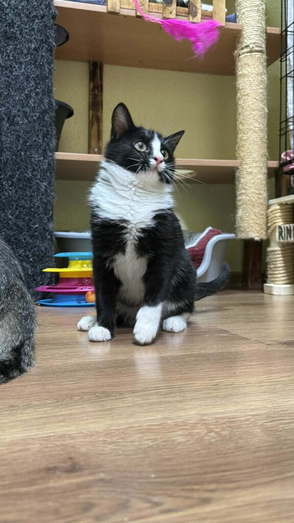 A symmetrical tuxedo kitten is sitting on the floor and looks like he is going to swat at a toy