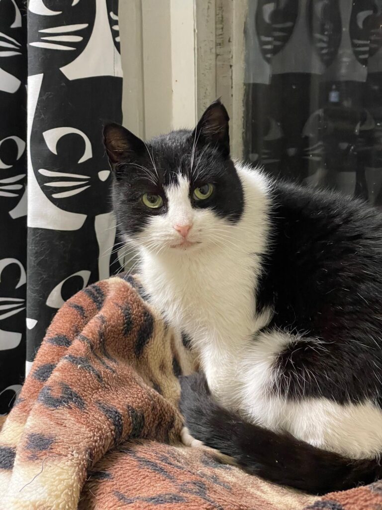 A tuxedo cat is standing on a cat tree. Her nose is light pink and her patterns are symmetrical. She looks like she is wearing a black mask.