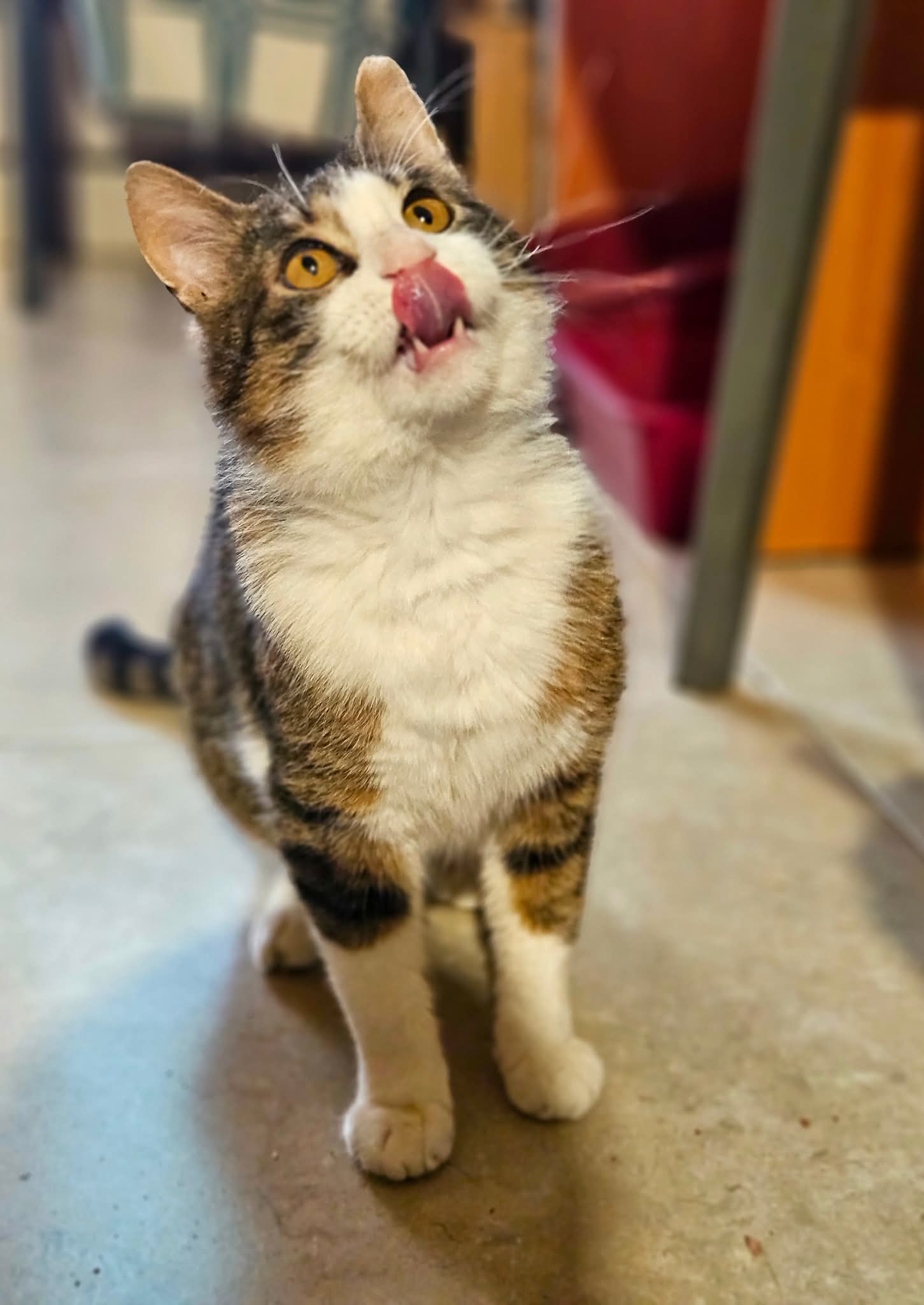 A gray and white tabby cat is standing on the floor and looking up at someone. He is licking his face