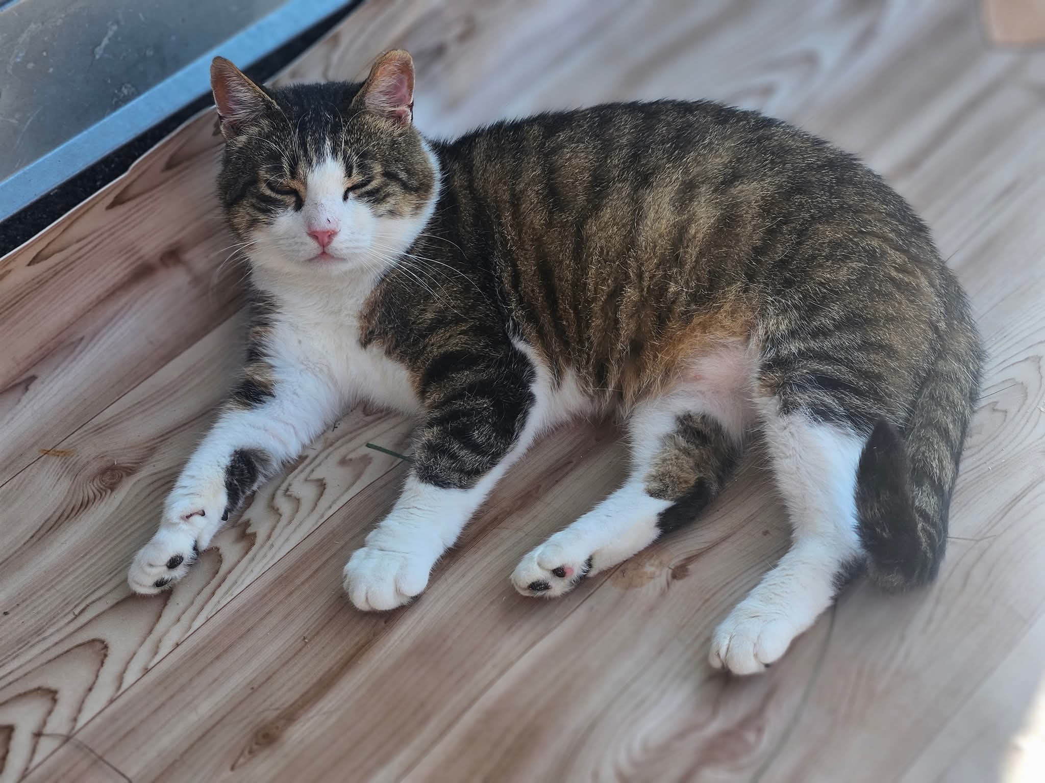 A gray and white tabby cat is laying on the floor