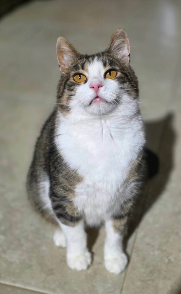 A gray and white tabby cat is sitting on the floor and looking up at something. His eyes are amber colored