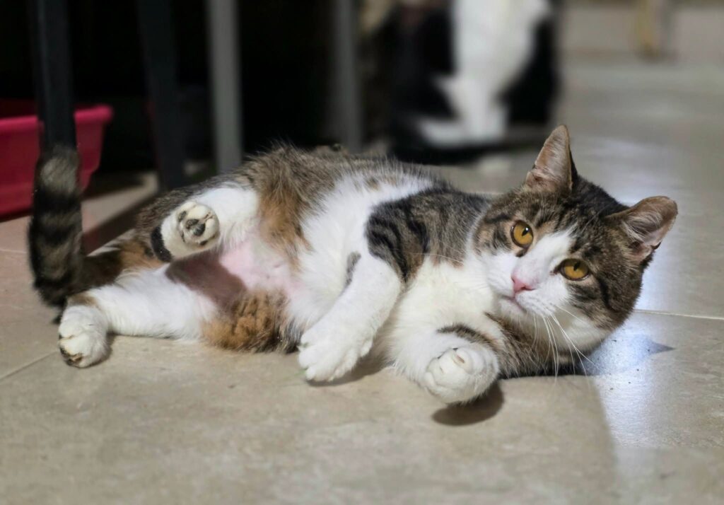 A gray and white tabby cat is laying on the floor with his feet up. He is kicking the air