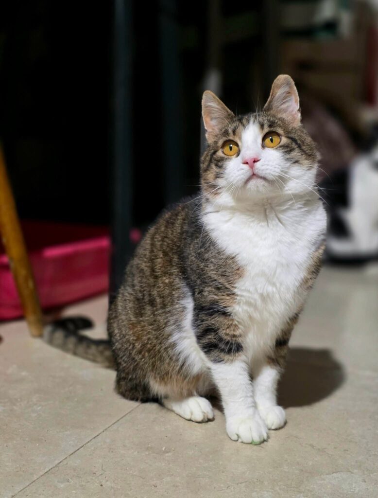 A gray and white tabby cat is sitting on the floor