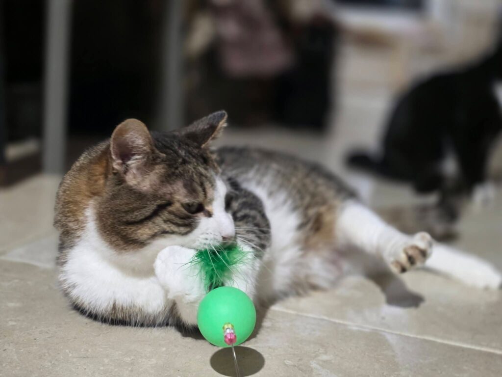 A gray and white tabby cat is playing with a feather toy