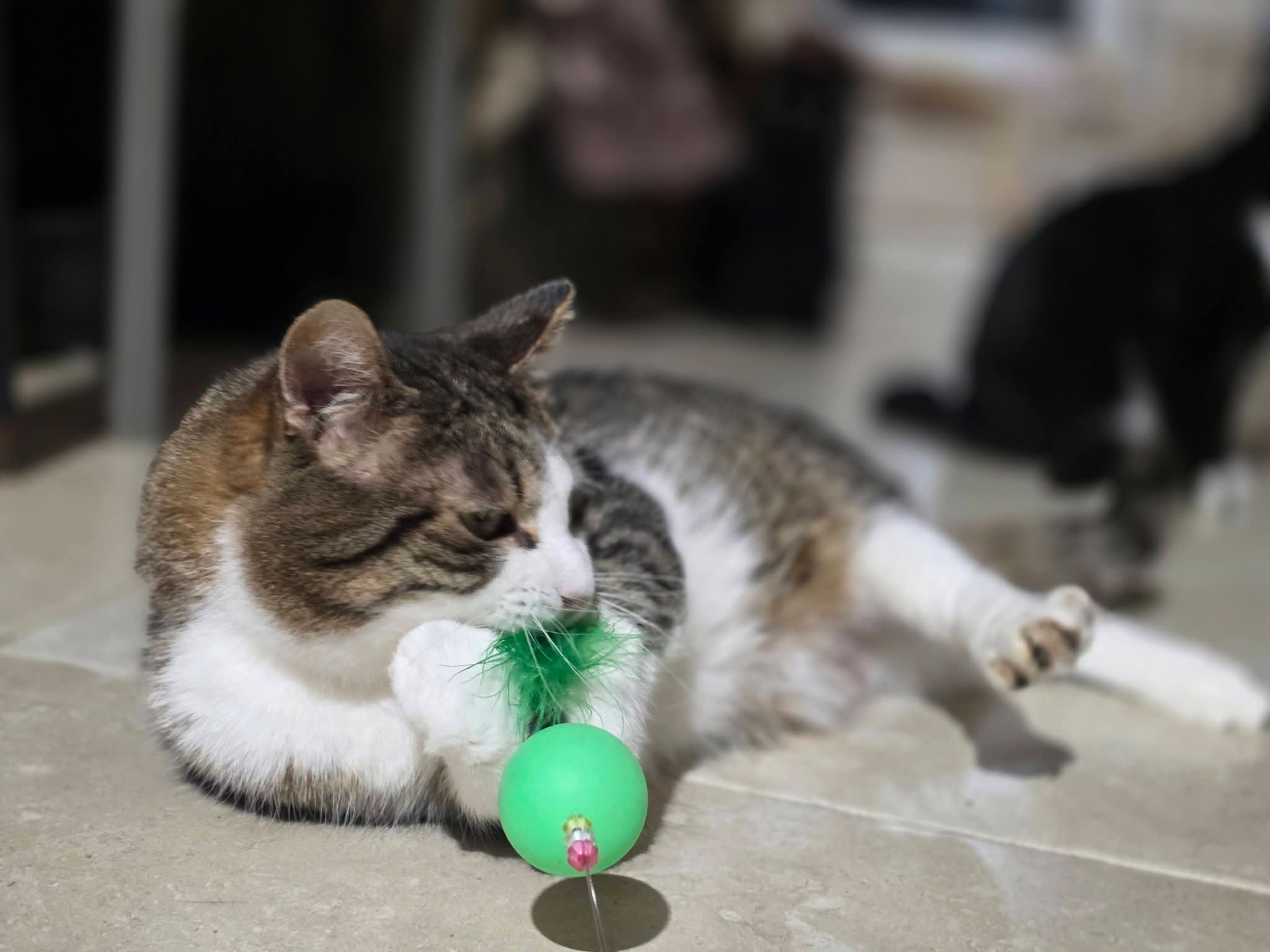 A gray and white tabby cat is playing with a feather toy