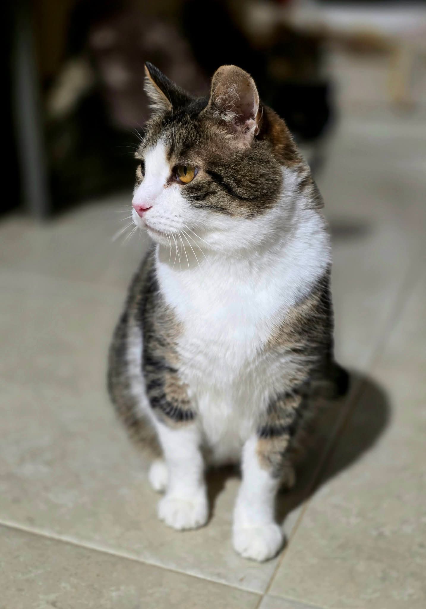 A gray and white tabby cat is sitting on the floor