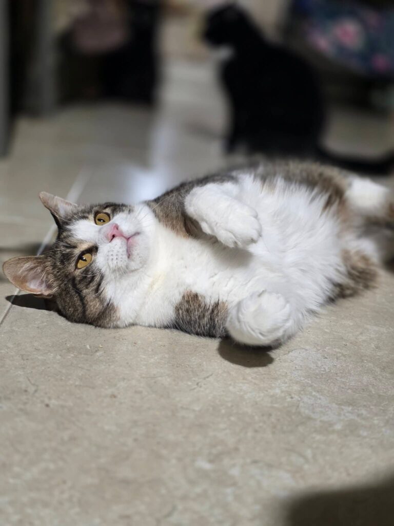 A gray and white tabby cat is laying on the floor with his feet up