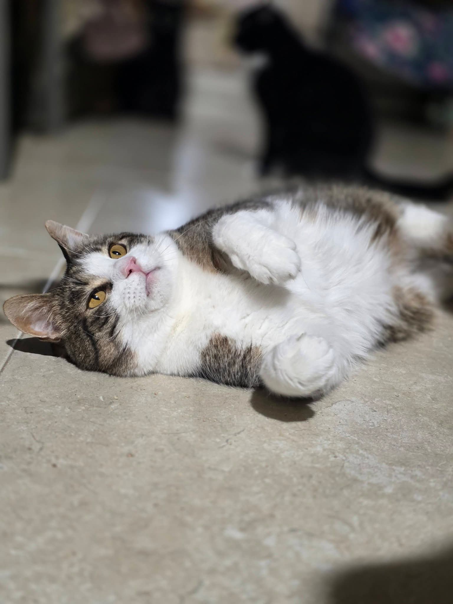 A gray and white tabby cat is laying on the floor with his feet up