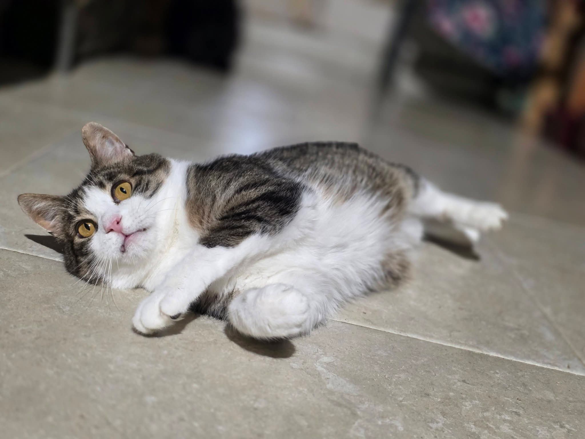 A gray and white tabby cat is laying on the floor with his feet outstretched