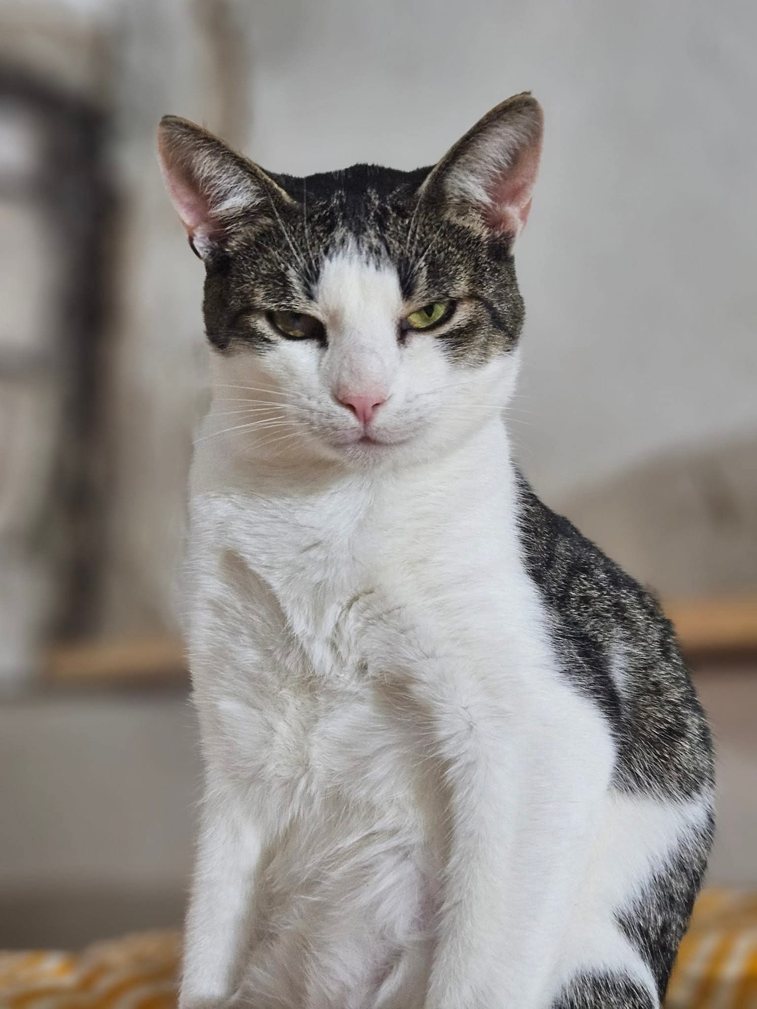 A dark gray and white tabby cat is sitting and staring at the camera