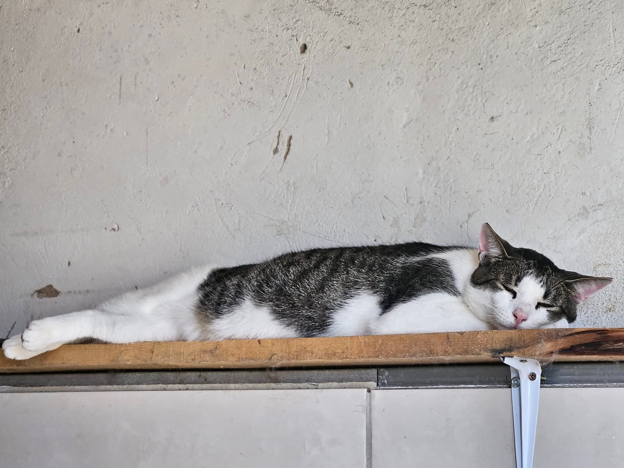 A gray and white tabby cat is laying on a shelf. He looks like a long baguette