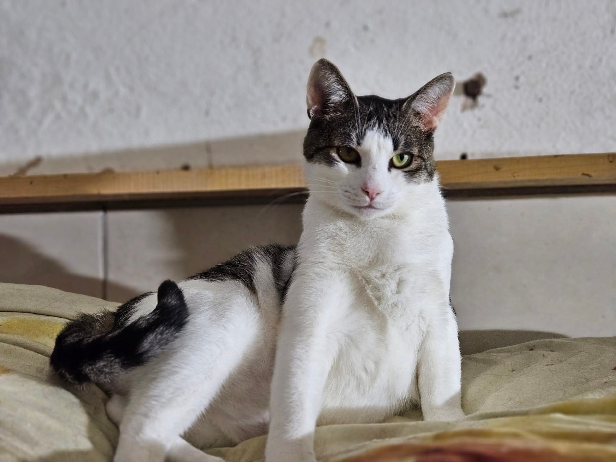 A dark gray and white tabby cat is half reclining and half getting up off a pillow