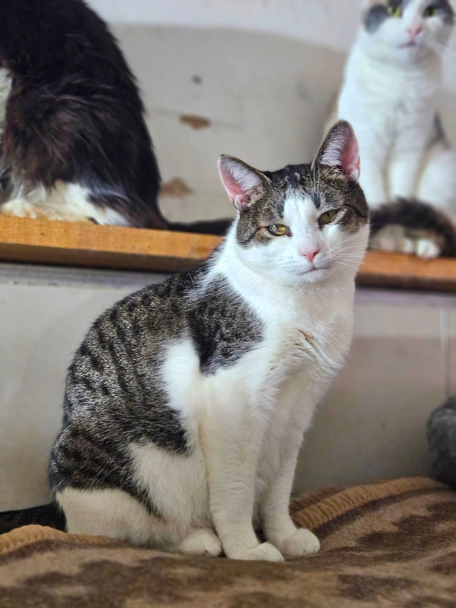 A gray and white tabby cat is sitting a rug