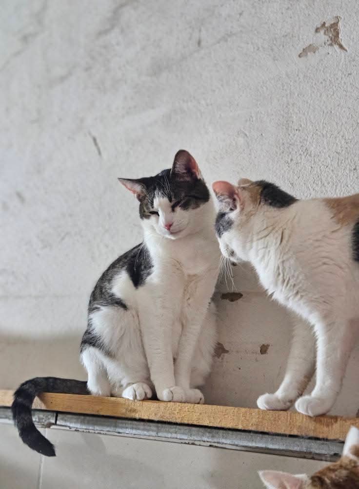 Two gray and white tabby cats are sitting on a wooden shelf.